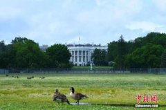 美国专家:美政府关税行动“不合法”全球经济